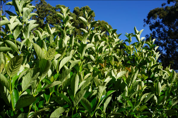 Viburnum odoratissimum (VOQ1) PBR  Quick Fence tm