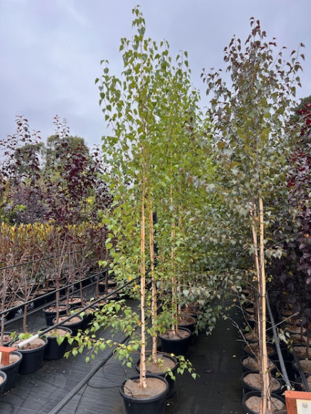 Betula pendula Purpurea