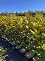 Load image into Gallery viewer, Magnolia grandiflora Exmouth
