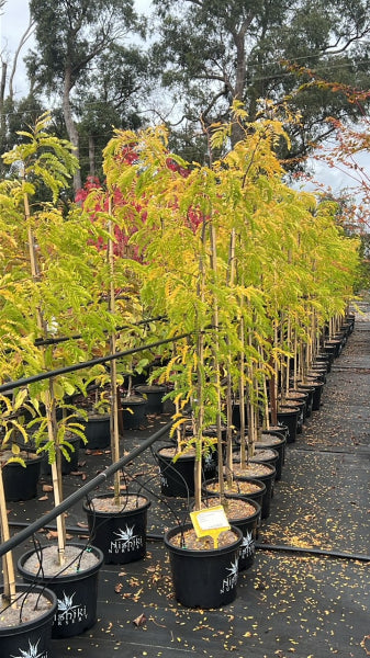 Gleditsia triacanthos var. inermis Sunburst