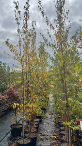 Betula pendula Dalecrlica