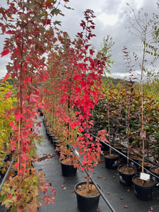 Acer rubrum Frank Jr Redpointe